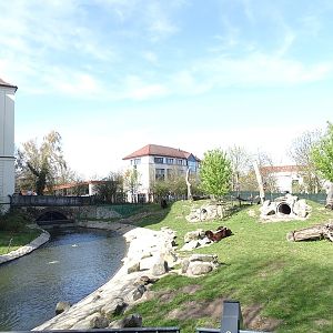 Brown bear enclosure