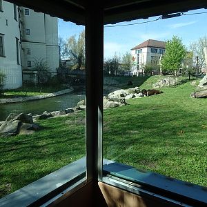 Brown bear enclosure
