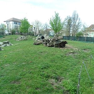Brown bear enclosure