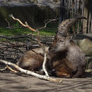 Alpine ibex (Capra ibex)