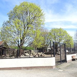 Alpine ibex enclosure