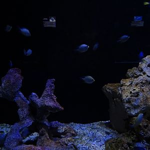 Meeresaquarium Zella-Mehlis: 'Dory' tank