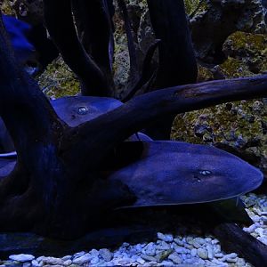 Meeresaquarium Zella-Mehlis: Chiloscyllium punctatum