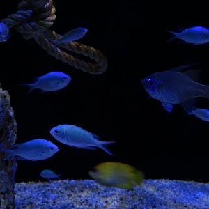 Meeresaquarium Zella-Mehlis: Chromis viridis + Zoramia leptacanthus