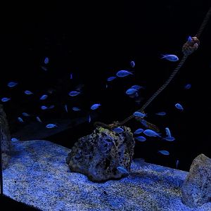 Meeresaquarium Zella-Mehlis: Bluegreen damsel tank