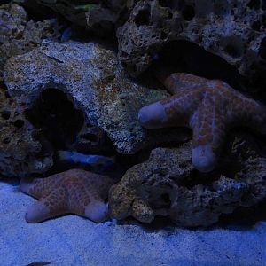 Meeresaquarium Zella-Mehlis: Choriaster granulatus