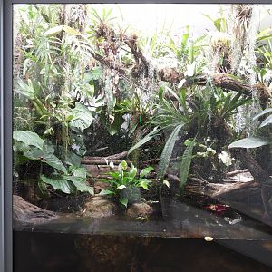Terrarium for Crocodilurus amazonicus & Red-headed Amazon River turtle at the Artenschutz house