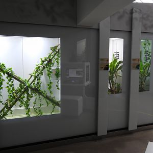 Terrarium for Philippine pit viper (left side) and geckos (right side) at the Artenschutz house