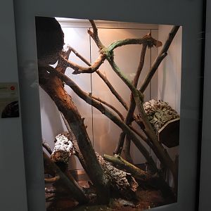 Terrarium for Rough-scaled python at the Artenschutz house