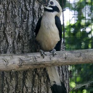 Visayan tarictic hornbill (Penelopides panini panini) - male