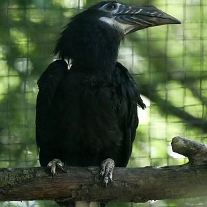 Visayan tarictic hornbill (Penelopides panini panini) - female