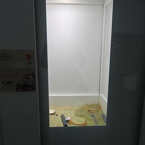 Terrarium for Namib chirping gecko (Ptenopus carpi) at the Artenschutz house