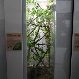One of the chameleon terrariums at the Artenschutz house