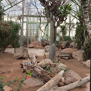 Aldabra giant tortoise indoor exhibit at the desert house