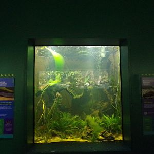 Bristlenose catfish and Aquatic caecillian tank  11.2.25