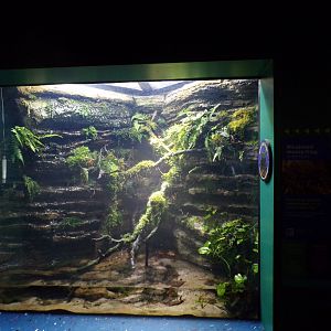 Bicoloured mossy frog terrarium 11.2.25