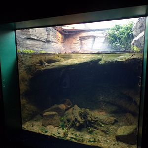 Roti snake-necked turtle tank 11.2.25