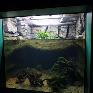 Vietnamese pond turtle tank 11.2.25