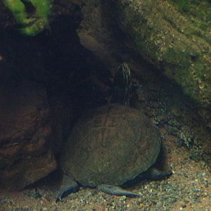 Vietnamese pond turtle 11.2.25