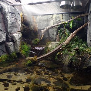 Second big-headed turtle tank 11.2.25