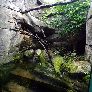 Chinese crocodile lizard terrarium 11.2.25