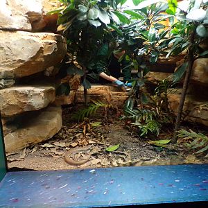 Telfair’s skink enclosure 11.2.25