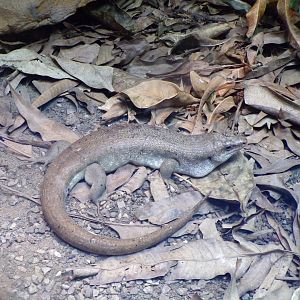 Telfair’s skink 11.2.25