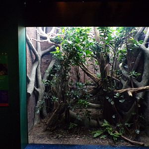 Blue tree monitor terrarium 11.2.25