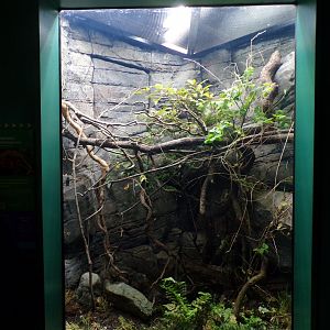 Panther chameleon enclosure 11.2.25