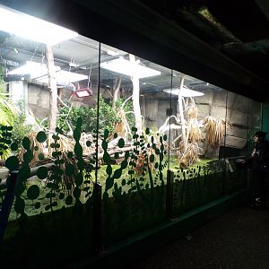 Philippine crocodile enclosure  11.2.25