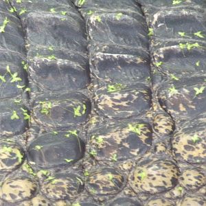 Philippine crocodile closeup 11.2.25