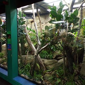 King cobra enclosure 11.2.25