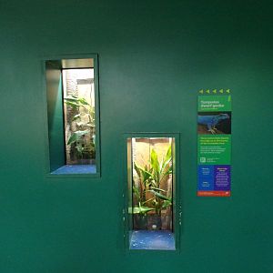 Turquoise dwarf gecko terrarium 11.2.25