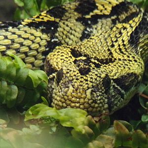 Ethiopian mountain adder 11.2.25