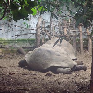 Galapagos giant tortoises  11.2.25