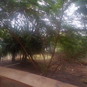 Galapagos giant tortoise enclosure 11.2.25