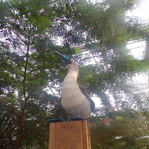 Blue-footed boobie statue 11.2.25