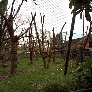 White-naped mangabey enclosure 11.2.25