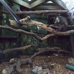 White-naped mangabey indoors 11.2.25