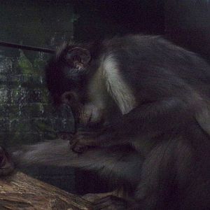 White-naped mangabey 11.2.25