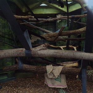 Diana monkey indoors 11.2.25