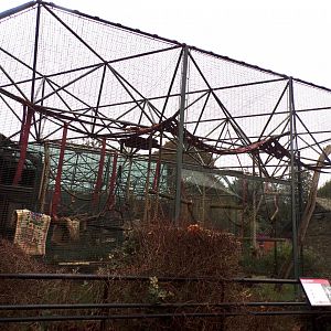 Diana monkey enclosure 11.2.25