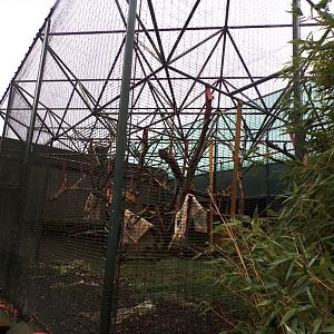 Diana monkey enclosure 11.2.25
