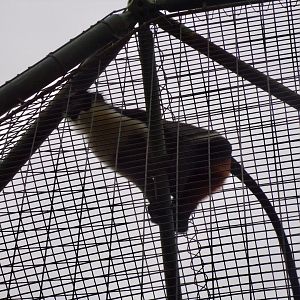 Diana monkey 11.2.25