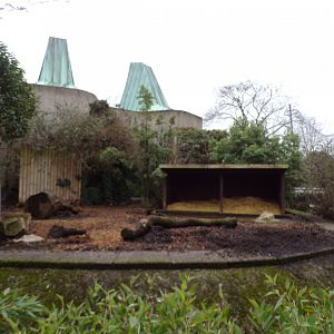 Red river hog enclosure 11.2.25