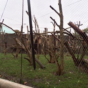 White-naped mangabey enclosure 11.2.25