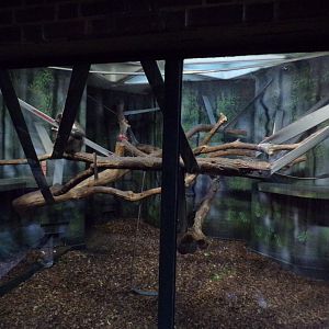 Second white-naped mangabey indoors 11.2.25