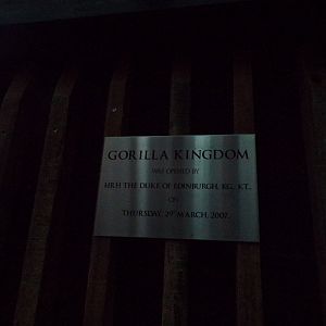 Opening sign for Gorilla Kingdom 11.2.25