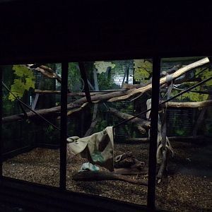 Second Diana monkey indoors 11.2.25