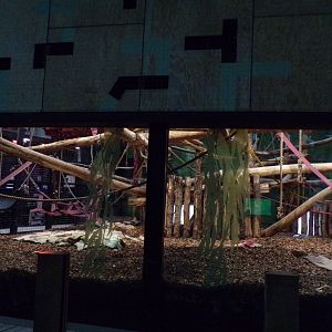 Gorilla indoors 11.2.25